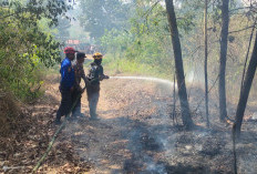 Karhutla di Samarinda Capai 16,22 Hektare, Warga Diminta Jangan Bakar Lahan Saat Kemarau  