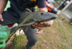 Waspadai Masuk Perairan Berau, Dinas Perikanan Siap Cegah Populasi Ikan Sapu-Sapu 