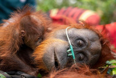 Habitat Terbakar, Induk dan Anak Orangutan Terjebak di Tengah Kebun Sawit dan Harus Terima Perawatan