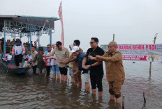 Padi Tumbuh di Danau Semayang saat Kemarau, Sunggono: Tradisi 10 Tahunan