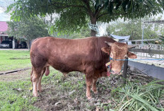 Sapi Kurban Presiden RI di Kutim Dipastikan Sehat, Bobot Hampir Capai 1 Ton