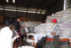 Dari 2,5 Hektare Lahan, 1,3 Ton Jagung Muara Wahau Disalurkan ke Bulog