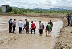 Dinilai Lebih Potensial, Dewan Dukung Pengembangan Padi Sawah di Mahulu