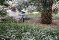 Dinas Pertanian Kubar Tegaskan Pupuk Subsidi Tidak Boleh Masuk ke Perusahaan Perkebunan Sawit