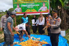 Modal Lahan 1 Hektare, Desa Muara Bengkal Ilir Berhasil Panen 500 Kilogram Jagung