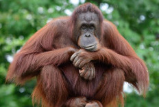BKSDA Kaltim Bangun Koridor Habitat Orangutan, Cegah Isolasi Populasi dan Perkawinan Sedarah