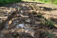 Jalan Muara Kalaq ke Melak Rusak Parah, 10 Tahun Tak Tersentuh Pembangunan