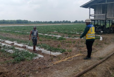 Kebun Semangka Seluas 35 Hektare di PPU Terancam Gagal Panen Akibat Kekeringan