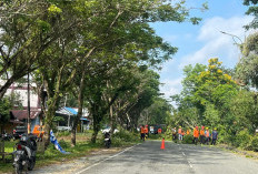 Antisipasi Tumbang Saat Hujan Deras, BPBD PPU Pangkas Pohon Lapuk di Ruas Protokol 