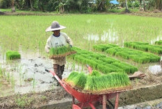 Misi PPU di KTNA XVII: Serap Inovasi Nasional Demi Amankan Pangan Daerah 