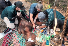 Di Balik Kematian Orang Utan Sempurna, Nekropsi Ungkap Kerusakan Organ akibat Asap Karhutla