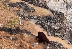 BKSDA: 80 Persen Orangutan Kaltim Hidup di Area Rentan Alih Fungsi