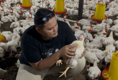  Bagaimana Memulai Usaha Peternakan Ayam? Begini Kisah Andi Saputra Merintis Bisnis 