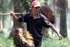 Harga TBS Sawit Kaltim Periode Oktober Turun, Tertinggi Rp3.542 per Kg
