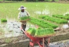 Tak Miliki Fasilitas Penyimpanan dan Pengolahan, Titik Kritis Pertanian Balikpapan Ada di Pascapanen