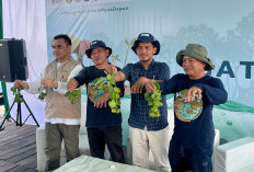 Mantan Penebang Kini Jadi Pelestari, Petani Tambak di Anggana Buktikan Mangrove Tingkatkan Hasil Tambak