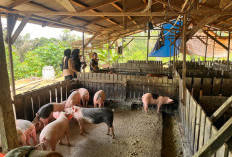 Menjelang Nataru, Harga Bawang, Cabai dan Babi di Kukar Mulai Naik