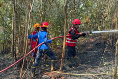 Karhutla di Balikpapan Capai 28 Titik, Penyebabnya Bukan Aktivitas Buka Lahan tapi Dipicu Hal Ini