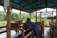 Pemprov Kaltim Kembangkan Desa Korporasi Ternak, Strategi Wujudukan Kemandirian Pangan