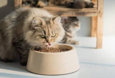  Cat Owner Waspada, Ternyata Semua Makanan Anabul Mengandung Logam Berbahaya
