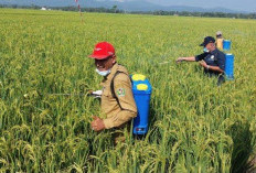 Bantuan Alsintan Kini Dipusatkan di Kementan, Seno Aji: Pemprov Tak Lagi Menyalurkan Secara Langsung