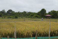 4 Kampung Disiapkan Jadi Lokasi Awal Cetak Sawah 2.000 Hektare di Berau