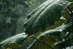 Ramalan Cuaca Kaltim dan IKN, 29 Desember 2025, Cek di Sini!