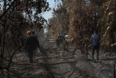Sehari Lima Titik Karhutla Melanda Sangatta, 9,5 Hektare Lahan Terbakar 