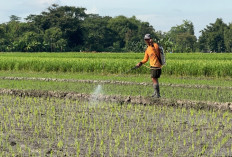 Kontribusi Agrosolution PKT:  Naikkan Produksi Pertanian, Jaga Ketahanan Pangan