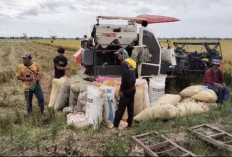 Bulog Serap 10.600 Ton Gabah Petani Paser dan PPU hingga April 2026