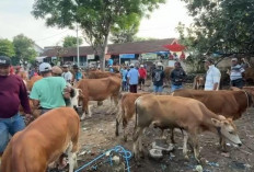 Indonesia Surplus Ternak: Stok 3,2 Juta Ekor, Kebutuhan 2,4 Juta 