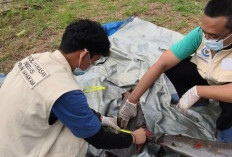 Lion, Pesut Jantan 30 Tahun Ditemukan Mati di Perairan Kota Bangun