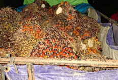 Diduga Hendak Curi 1,2 Ton Buah Sawit Milik Perusahaan, Pria di Muara Kaman Ditangkap Polisi 