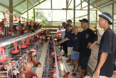 Kelompok Pemuda di Kutai Barat Kembangkan Usaha Ayam Petelur, Kurangi Ketergantungan Pasokan dari Luar