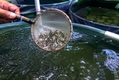 Dinas Perikanan Paser Salurkan 119 Ribu Benih Ikan Tahun Ini 