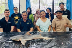 Dikira Sudah Punah, Hiu Langka Dunia Tiba-Tiba Muncul di Sungai Kaltara