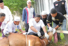 Dokter Kulit Ingatkan Risiko Infeksi Saat Penyembelihan Kurban, Petugas Diminta Gunakan Pelindung Diri