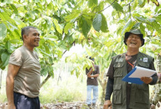 Rehabilitasi Kebun Hingga Saprodi, Cara Berau Coal Dampingi Ribuan Petani Kakao 