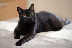 Mitos Kucing Hitam Terungkap, Benarkah Pembawa Sial atau Justru Pembawa Rezeki?