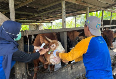 DKP3 Bontang Sidak 57 Pedagang Hewan Kurban, Beri Tanda Khusus untuk Ternak Sehat
