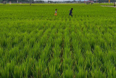 Bupati Kutim Minta Desa Petakan Lahan Sawah dan Padi Kering demi Perkuat Sektor Pangan