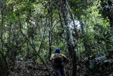 Pemprov Kaltim Kelola Dana Karbon Rp 73,2 Miliar, Sasar 100 Desa Demi Kurangi Emisi 