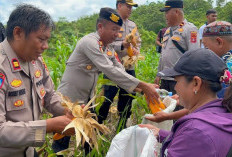 Produksi Jagung di Kampung Lutan Mahulu Mampu Penuhi Kebutuhan Pakan Ternak Ayam