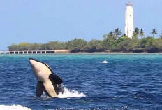 Paus Orca Muncul di Maratua, Disbudpar Optimistis Dongkrak Promosi Wisata Berau