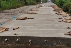 Kenaikan Harga BBM Nonsubsidi Berimbas ke Proyek Infrastruktur di Paser 