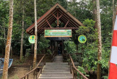 Prevab Orang Utan TNK Ditutup Sementara, Fokus Pemulihan Ekosistem dan Pembenahan Wisata Konservasi