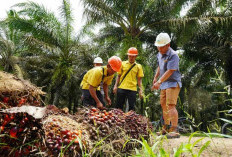 Disbun Kaltim Buka Ruang Pengaduan Pembelian TBS Murah  