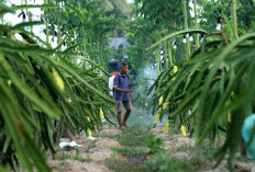  Dari Banyuwangi ke Pasar Lebih Luas, Petani Buah Naga Naik Kelas Berkat Program Klasterku Hidupku BRI 