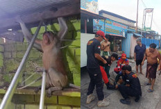 Masuk ke Rumah Warga, Seekor Bekantan di Berau Dievakuasi Petugas Damkar