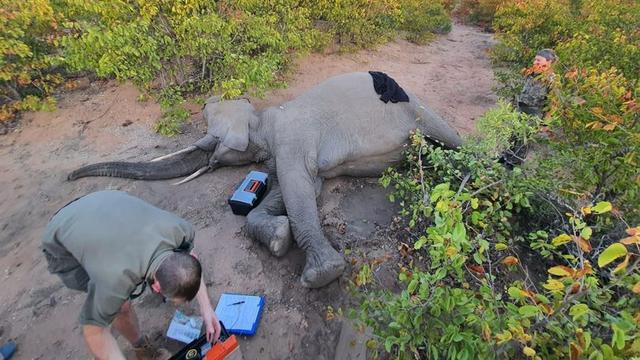 275 Gajah di Botswana Mati secara Misterius